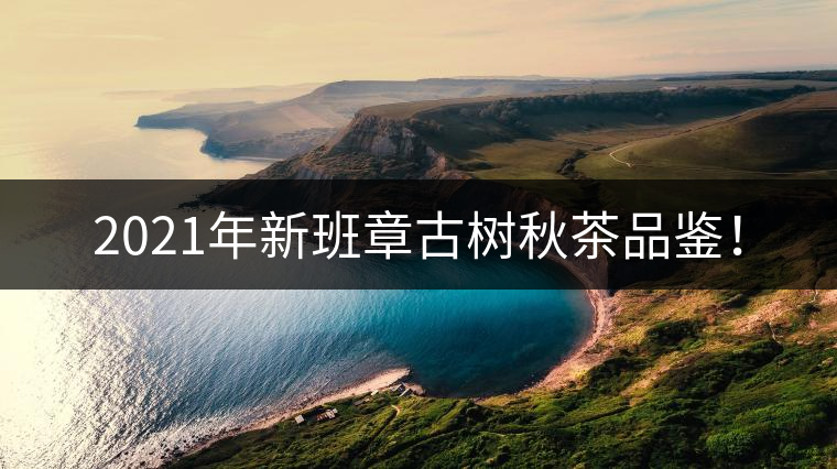 2021年新班章古樹秋茶品鑒！