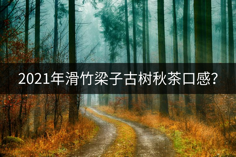 2021年滑竹梁子古樹秋茶口感？