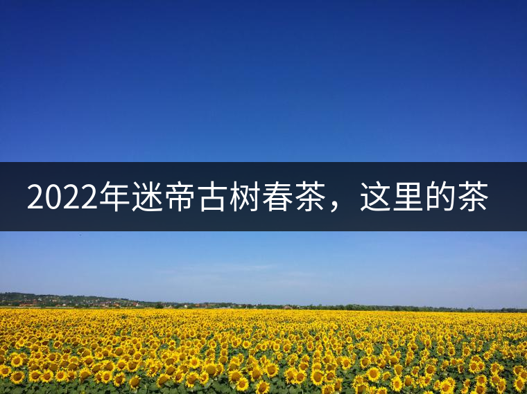 2022年迷帝古樹春茶，這里的茶 皇帝都著迷