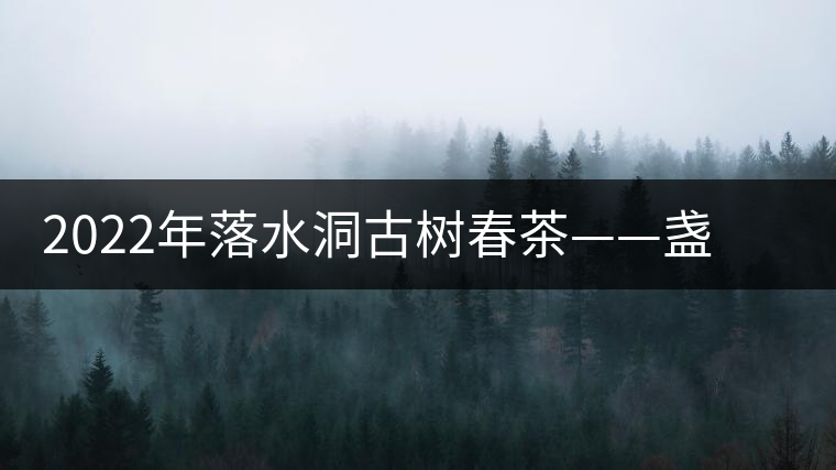 2022年落水洞古樹春茶——盞盛琥珀光，柔甜入人心