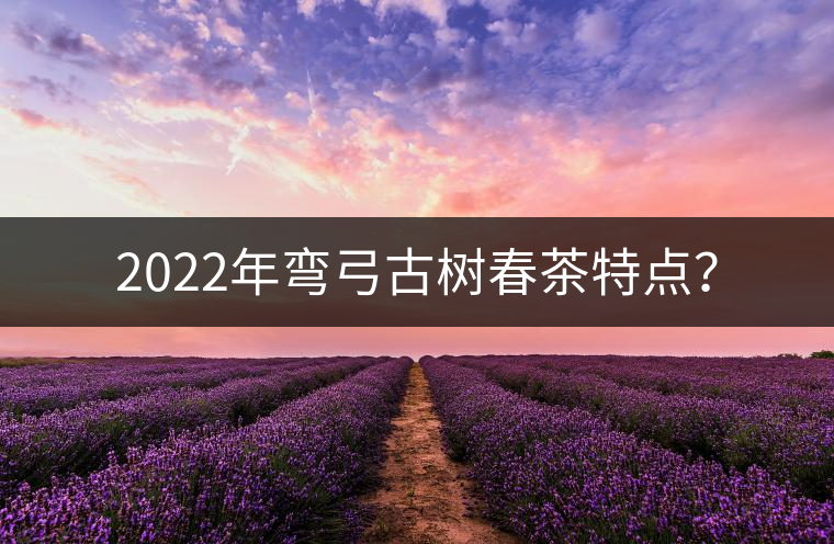 2022年彎弓古樹(shù)春茶特點(diǎn)？
