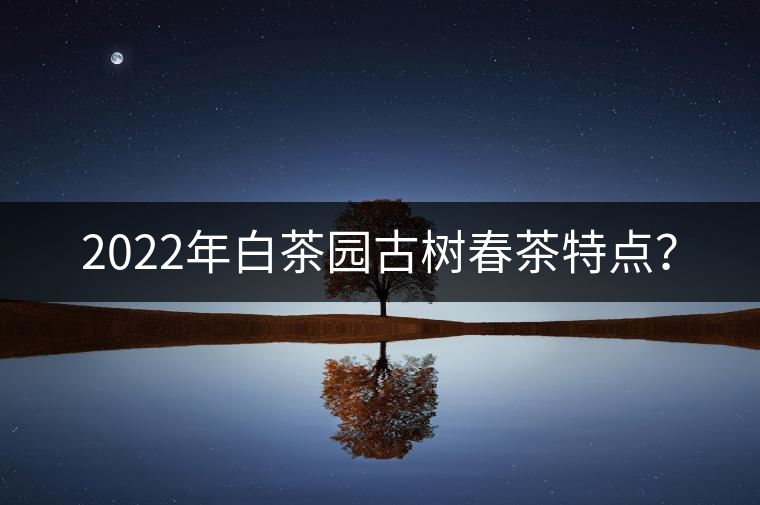 2022年白茶園古樹春茶特點(diǎn)？