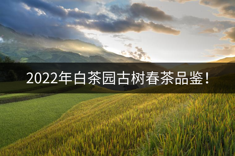 2022年白茶園古樹春茶品鑒！
