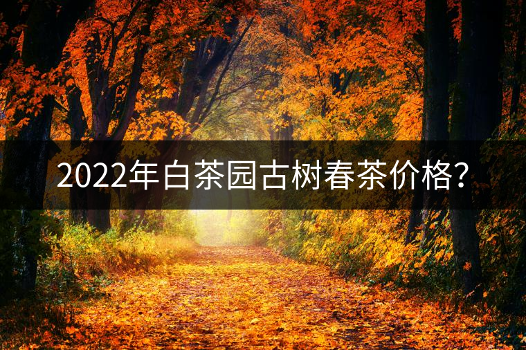 2022年白茶園古樹春茶價(jià)格？