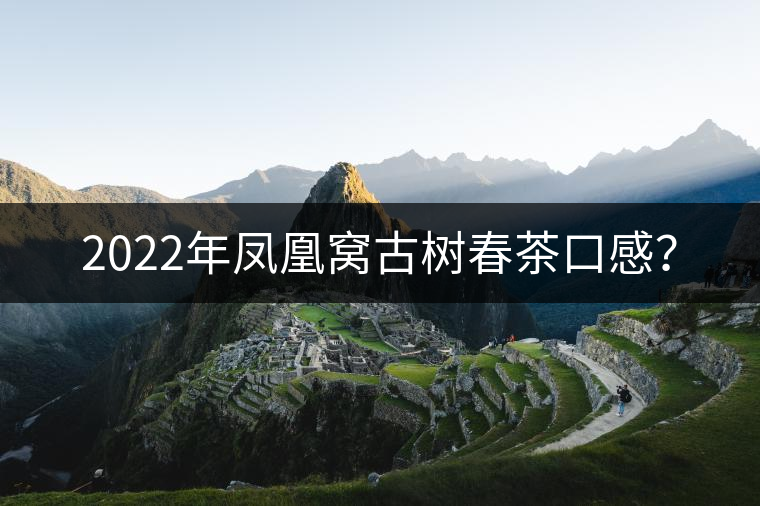 2022年鳳凰窩古樹春茶口感？