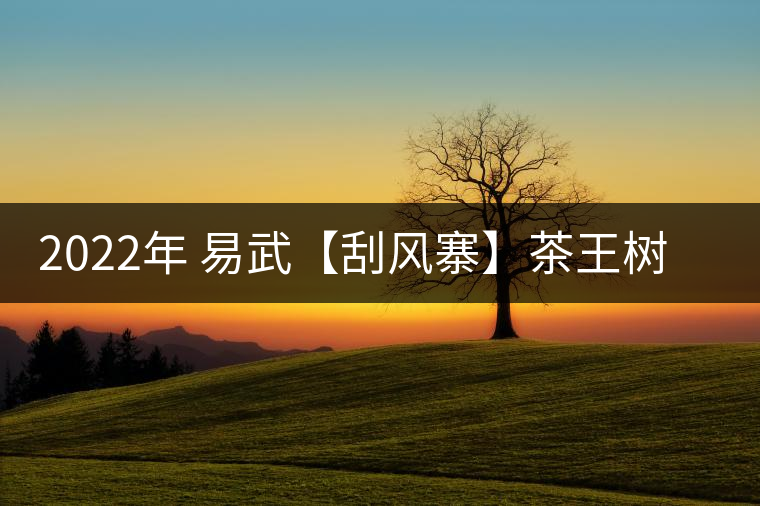 2022年 易武【刮風(fēng)寨】茶王樹(shù)——山野林韻之標(biāo)桿 2022年 易武【刮風(fēng)寨】茶王樹(shù)——山野林韻之標(biāo)桿