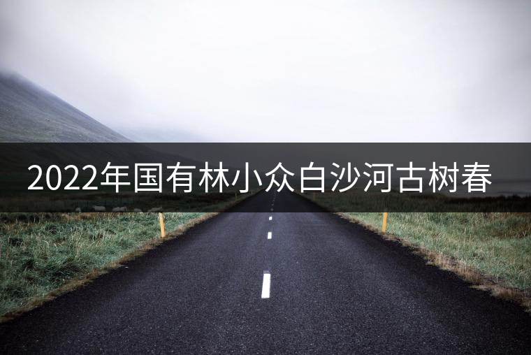2022年國有林小眾白沙河古樹春茶 2022年國有林小眾白沙河古樹春茶