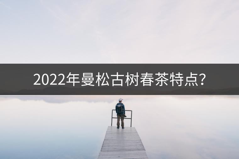 2022年曼松古樹春茶特點？