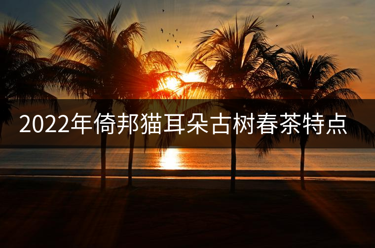 2022年倚邦貓耳朵古樹春茶特點？