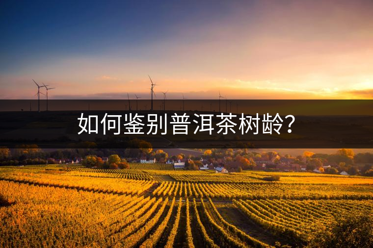 如何鑒別普洱茶樹(shù)齡？