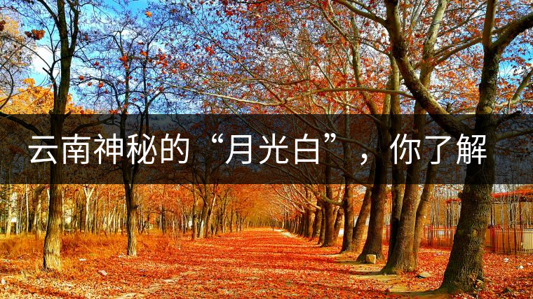 云南神秘的“月光白”，你了解多少？