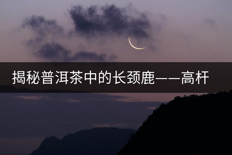 揭秘普洱茶中的長(zhǎng)頸鹿——高桿古樹茶 揭秘普洱茶中的長(zhǎng)頸鹿——高桿古樹茶