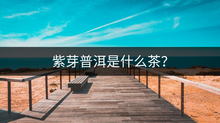 紫芽普洱是什么茶？