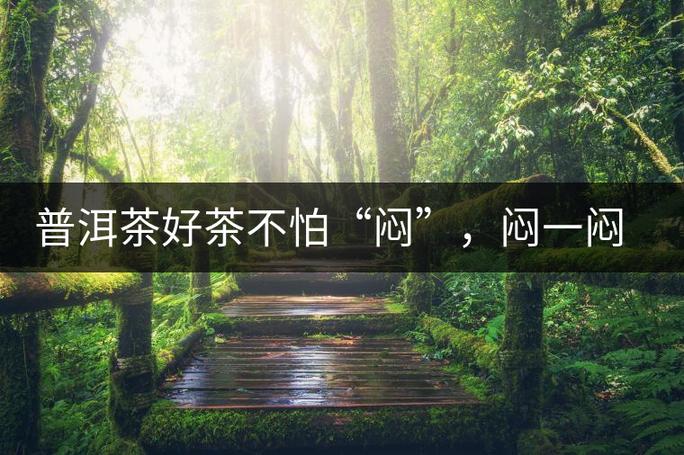 普洱茶好茶不怕“悶”，悶一悶看本味