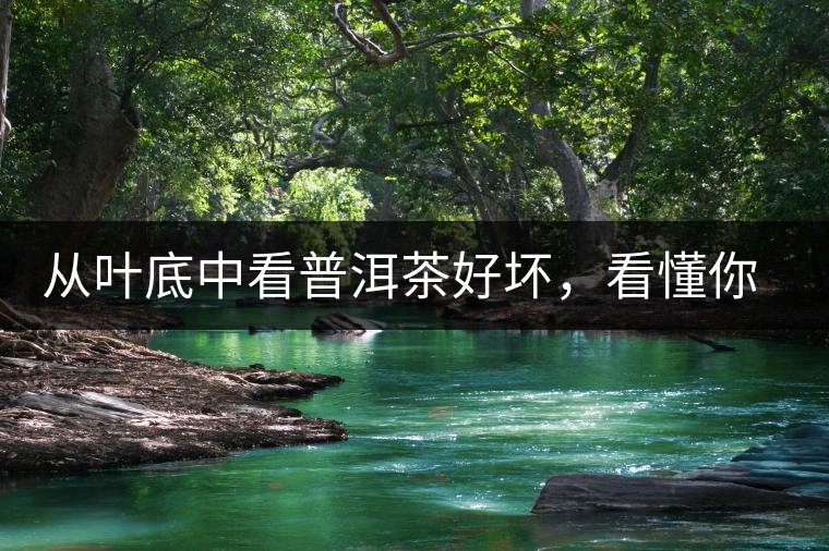 從葉底中看普洱茶好壞，看懂你就是真正的茶界高手！