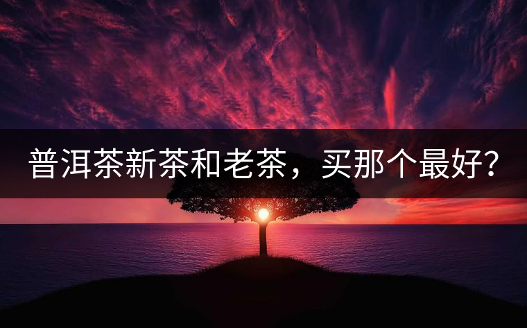 普洱茶新茶和老茶，買那個最好？