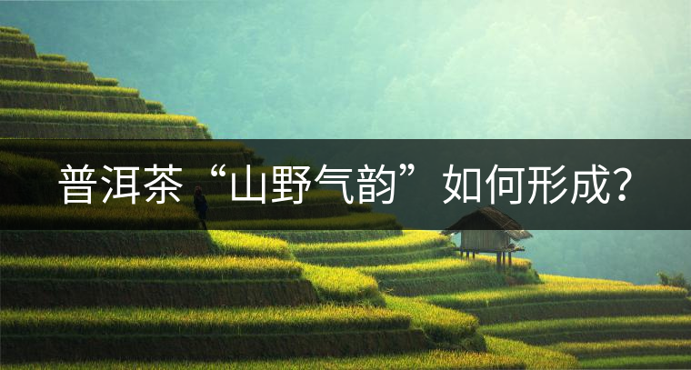 普洱茶“山野氣韻”如何形成？