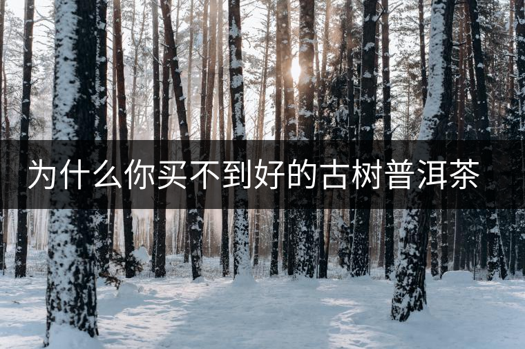 為什么你買不到好的古樹普洱茶？買茶防坑指南，看完就有收獲！