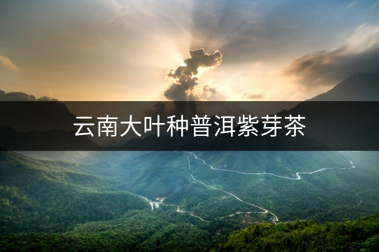 云南大葉種普洱紫芽茶 云南大葉種普洱紫芽茶
