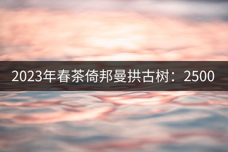 2023年春茶倚邦曼拱古樹：2500-3000元／公斤，貓耳朵6000元／公斤
