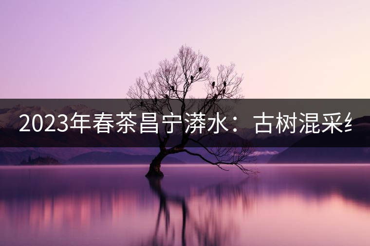 2023年春茶昌寧漭水：古樹(shù)混采純料480-600元／公斤，大樹(shù)360-420元／公斤，臺(tái)地260-300元／公斤，古樹(shù)單株均價(jià)880-1200元／公斤。