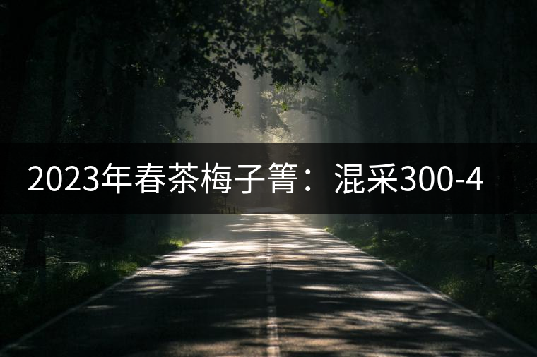 2023年春茶梅子箐：混采300-400元／公斤，挑采600元／公斤