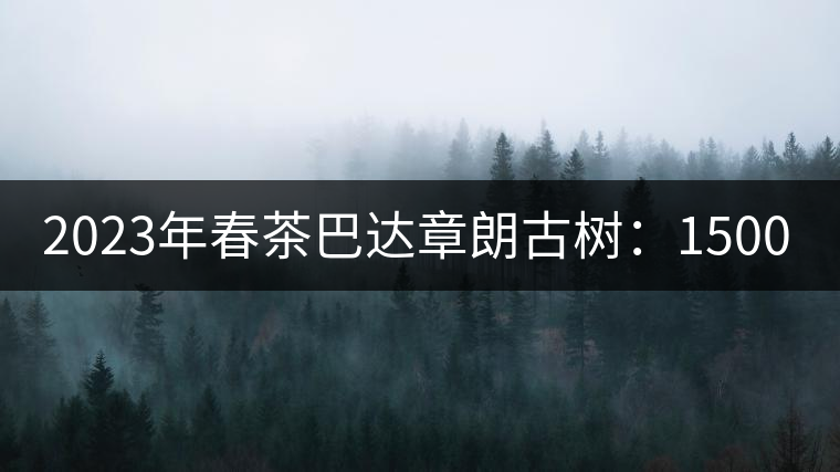 2023年春茶巴達(dá)章朗古樹：1500-1600元／公斤，喬木250元／公斤