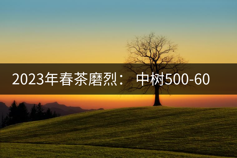 2023年春茶磨烈： 中樹(shù)500-600元／公斤，古樹(shù)混采：2200-2600元／公斤