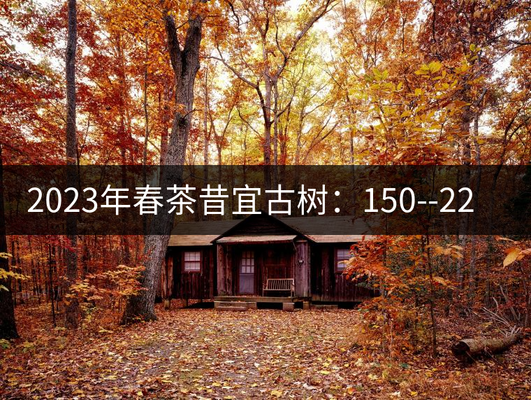 2023年春茶昔宜古樹:150--220元/公斤 2023年春茶昔宜古樹:150--220元/公斤