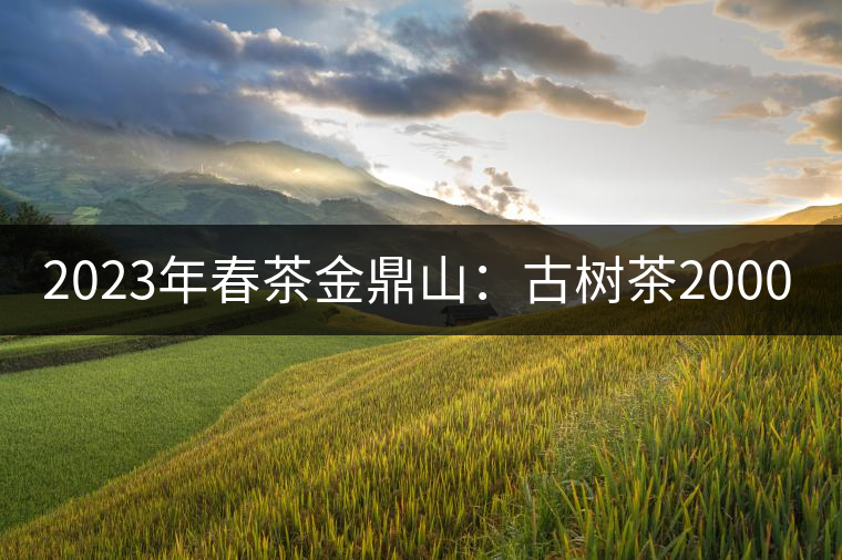 2023年春茶金鼎山:古樹茶2000-3000元/公斤 2023年春茶金鼎山:古樹茶2000-3000元/公斤