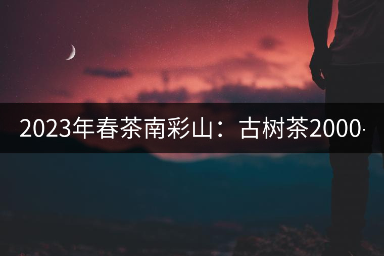 2023年春茶南彩山：古樹茶2000-2200元／公斤，大樹混采1200-1500元／公斤。