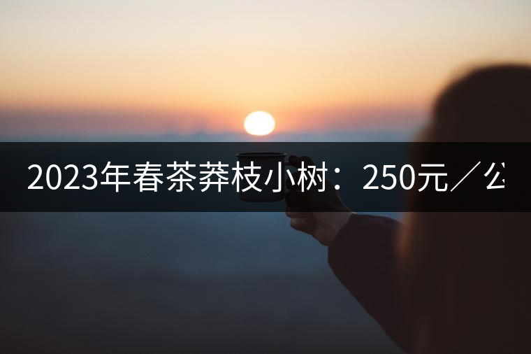 2023年春茶莽枝小樹：250元／公斤， 古樹：1000-1200元／公斤