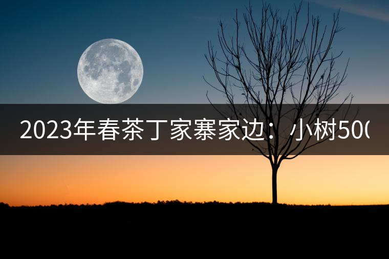 2023年春茶丁家寨家邊：小樹(shù)500元／公斤，古樹(shù)1500-1600元／公斤