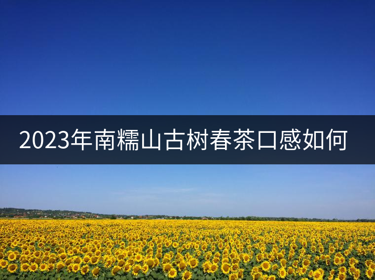 2023年南糯山古樹春茶口感如何？