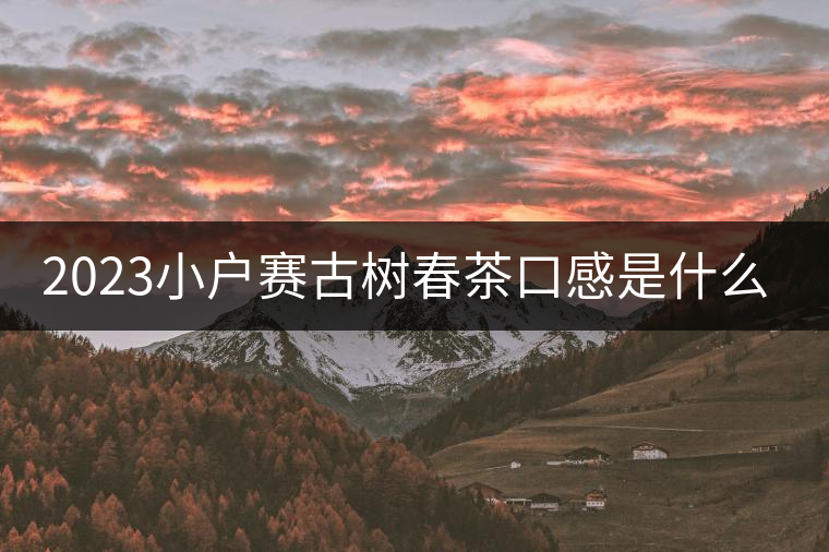 2023小戶賽古樹春茶口感是什么？