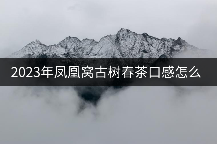 2023年鳳凰窩古樹春茶口感怎么樣？