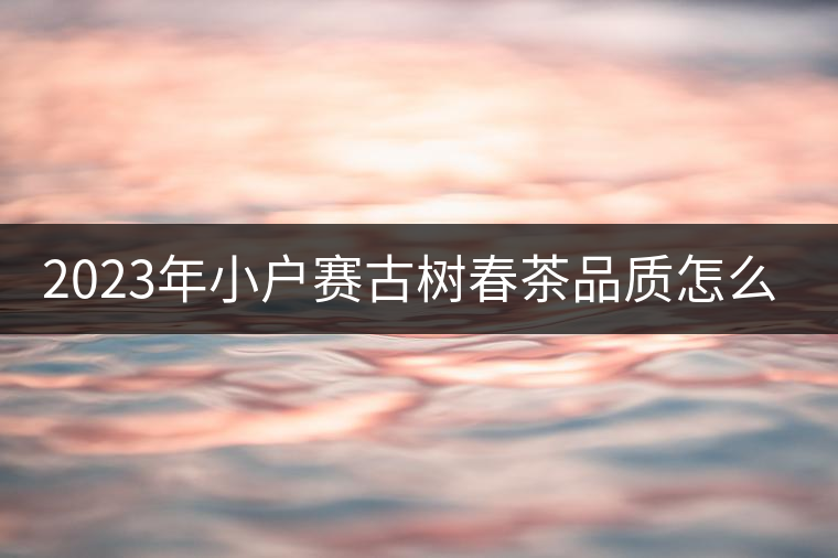 2023年小戶賽古樹春茶品質(zhì)怎么樣？