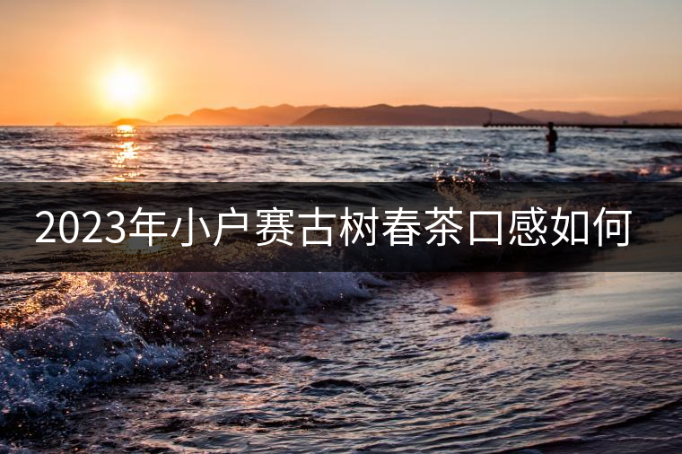 2023年小戶賽古樹春茶口感如何？