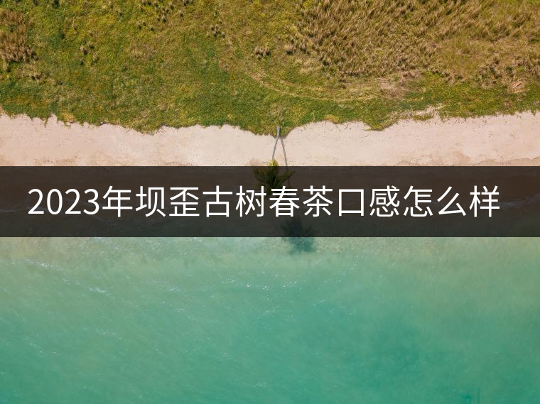 2023年壩歪古樹春茶口感怎么樣? 2023年壩歪古樹春茶口感怎么樣?