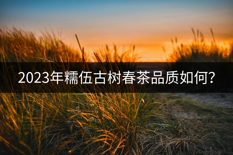 2023年糯伍古樹春茶品質(zhì)如何？