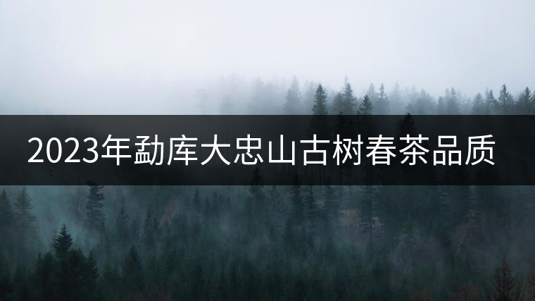 2023年勐庫大忠山古樹春茶品質(zhì)怎么樣？