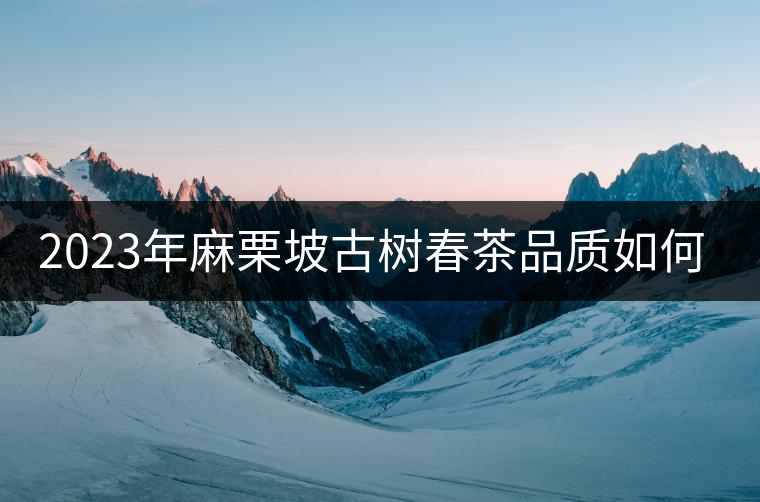 2023年麻栗坡古樹春茶品質(zhì)如何？
