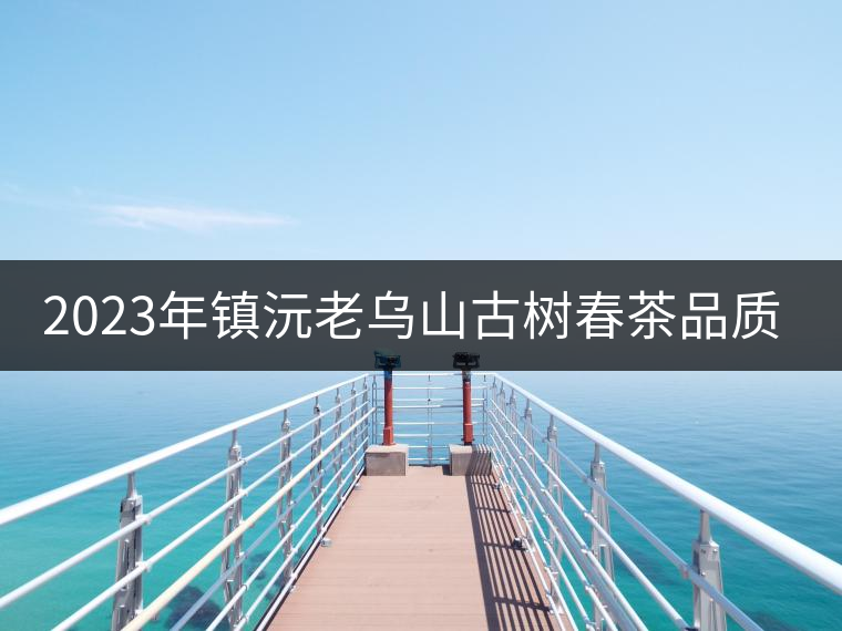 2023年鎮(zhèn)沅老烏山古樹春茶品質(zhì)如何？