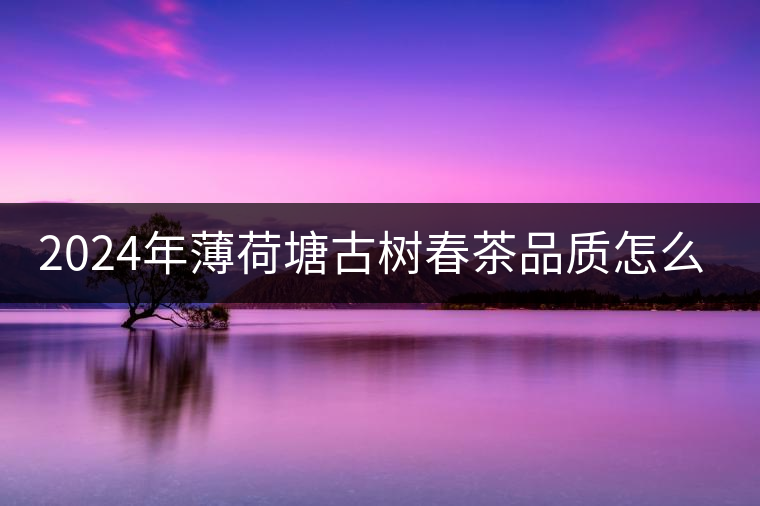 2024年薄荷塘古樹春茶品質(zhì)怎么樣？