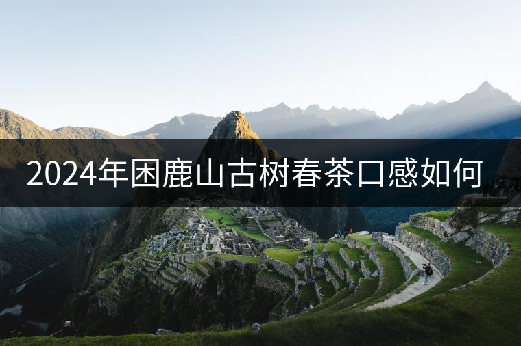 2024年困鹿山古樹春茶口感如何? 2024年困鹿山古樹春茶口感如何?