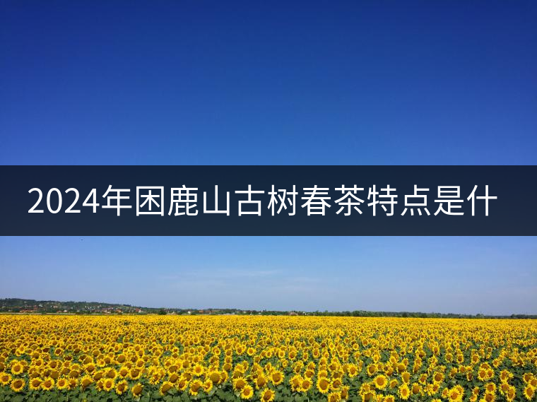 2024年困鹿山古樹春茶特點(diǎn)是什么？