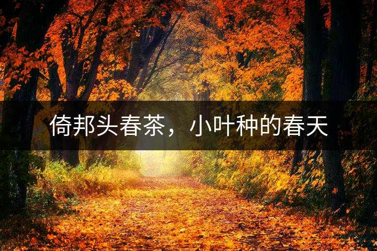 倚邦頭春茶，小葉種的春天