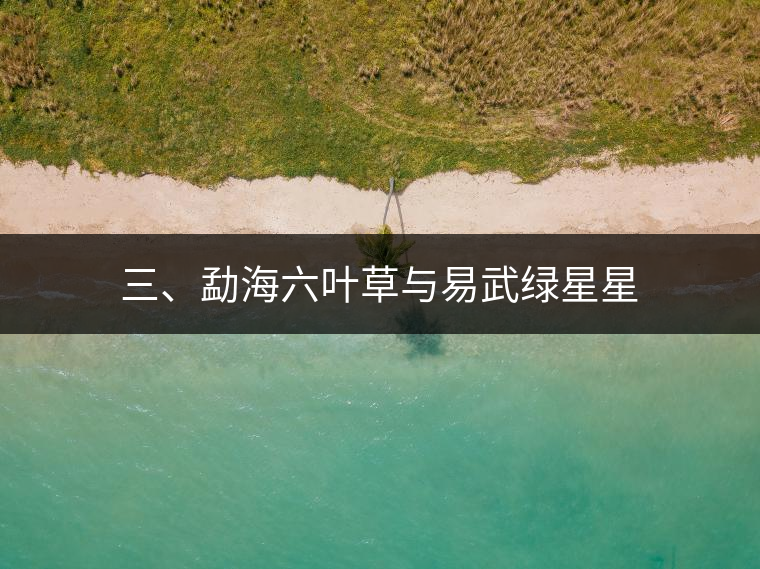 三、勐海六葉草與易武綠星星