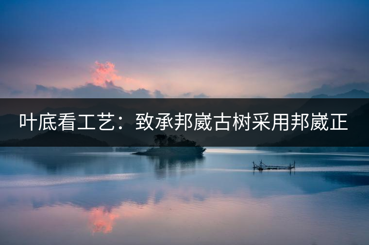 葉底看工藝：致承邦崴古樹采用邦崴正山三百至五百年古茶樹頭春鮮葉。經(jīng)手工殺青，石墨壓制，餅型周正，嚴守傳統(tǒng)工藝；葉底鮮活，幾乎無糊點，前期殺青較輕，這樣更利于后期轉化。