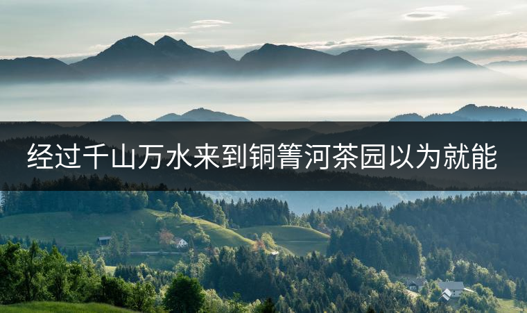 經(jīng)過千山萬水來到銅箐河茶園以為就能收到茶了？